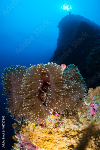 Pink anemonefish swimming above anemone infron of towering coral reef