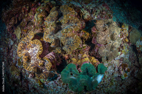 Large corals on healthy coral reef