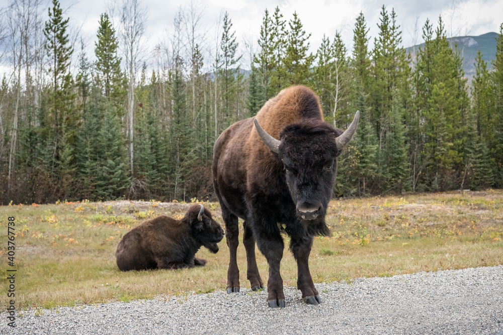 Bisons on a road in yukon, canada Bisons on a road in yukon, canada
