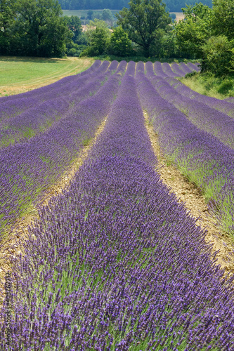 Lavendelfeld auf dem Plateau de Sault Provence