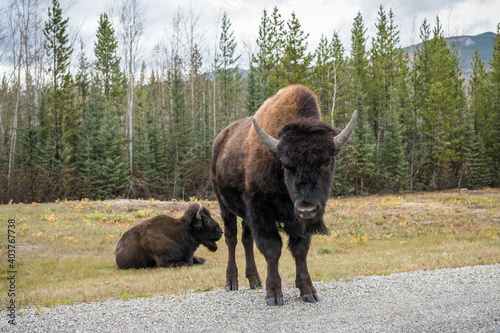 Bisons on a road in yukon, canada