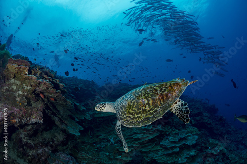 Fototapeta Naklejka Na Ścianę i Meble -  Schooling chevron barracuda swim above coral reef