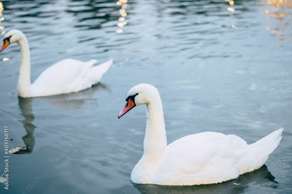 pair of swans on the calm waters. Side view of elegant waterfowl pair of swans on the calm waters. Side view of elegant waterfowl