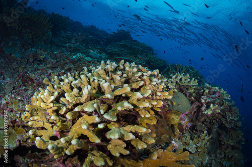 Tropical fish swimming aboce coral reef in Papua New guinea photo