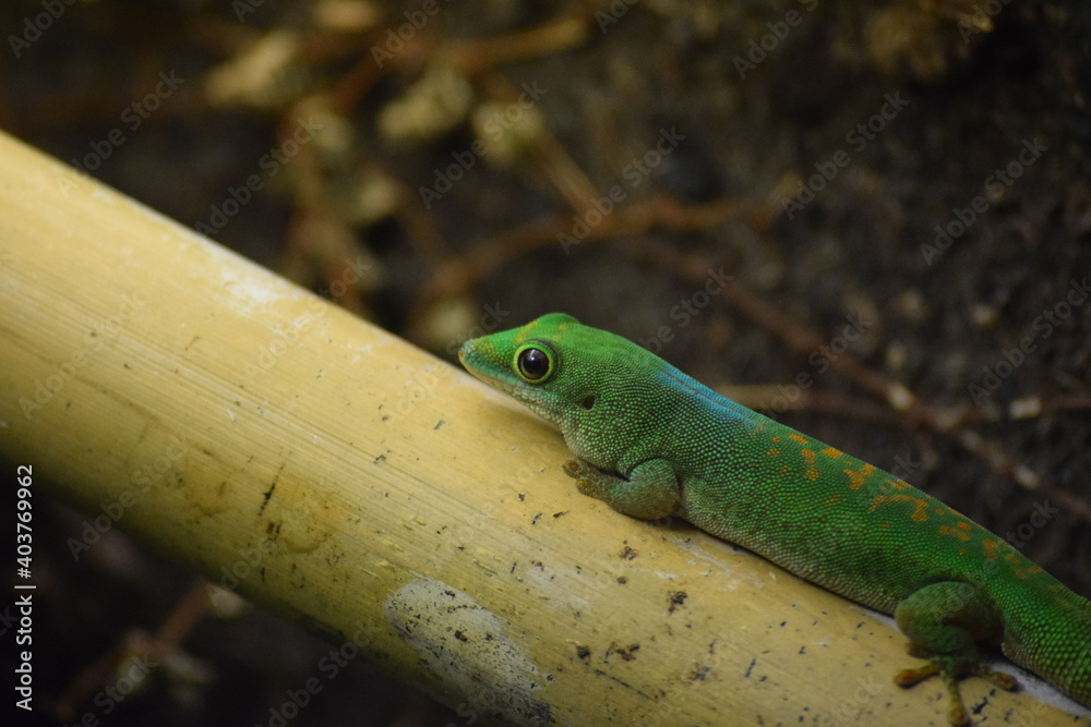 Fototapeta premium Jeune gekko
