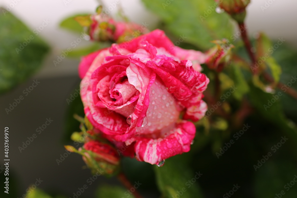red rose with water drops red rose with water drops