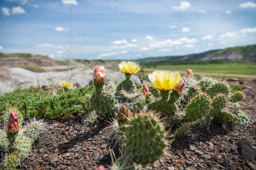 cactus in the badlands, praire of alberta, canada photo