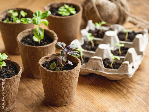 Basil seedlings in biodegradable pots on wooden table. Green plants in peat pots. Baby plants sowing in small pots. Trays for agricultural seedlings.