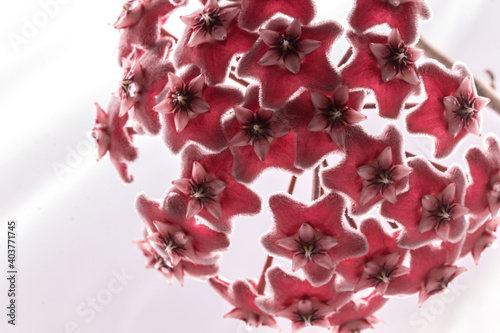 Close up red Hoya flower isolate on white background.