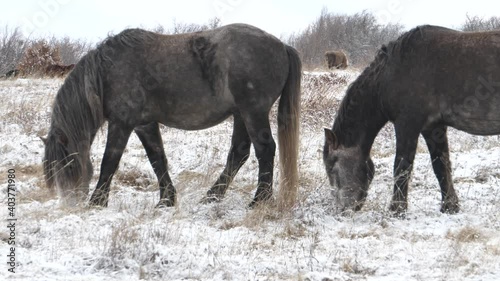 Wild horses near Livno in BiH have become a real tourist attraction.