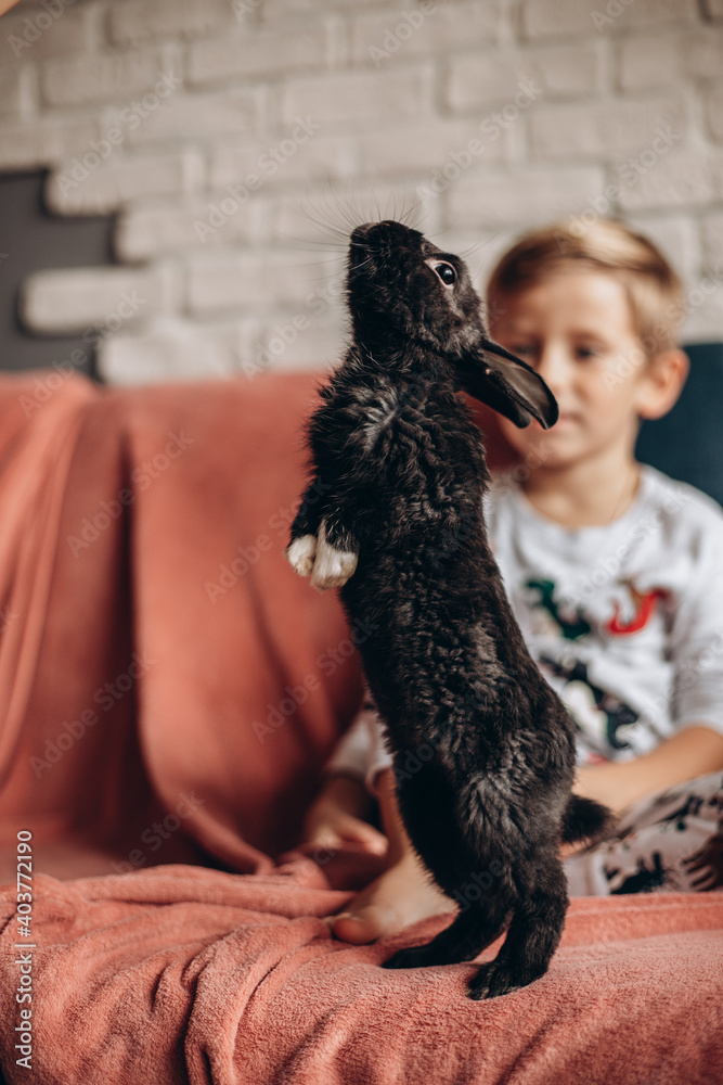 Funny black rabbit bunny standing with hind legs next to the boy ...