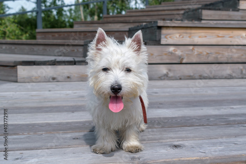 Portrait of the West Highland White Terrier. The dog is standing on a wooden platform. Red tongue, ears upright, attentive eyes. © Sergei Tim