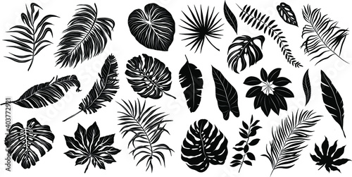 palm leaves set pattern black and white vector illustration 
