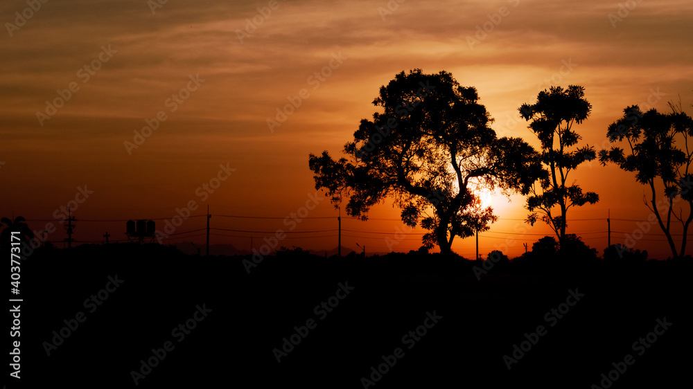 Tree silhouette when the sun rises brightly