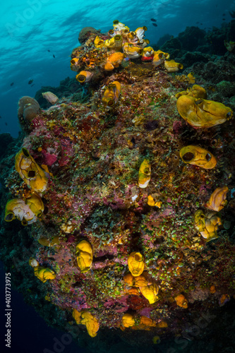 Colorful coral reef in Papua New Guinea