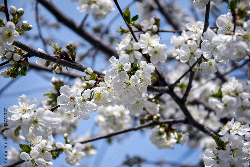 Branches of cherry blossoms against blue sky in springtime. Close-up. Branches of cherry blossoms against blue sky in springtime. Close-up.