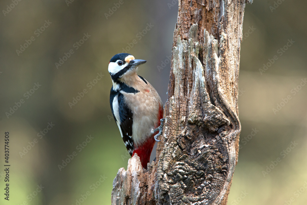 Great spotted woodpecker adult male with the last afternoon lights of a winter day Great spotted woodpecker adult male with the last afternoon lights of a winter day