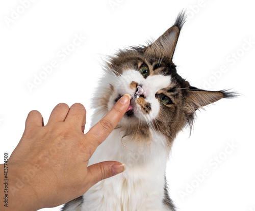 Head shot of cute Maine Coon cat, sitting up and licking human vinger. Looking sneaky towards camera. Isolated on white background. Funny head tilt and yoghurt on nose. photo