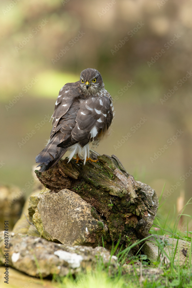 Fototapeta premium Eurasian sparrow hawk adult female with the last lights of the afternoon in a natural drinking fountain