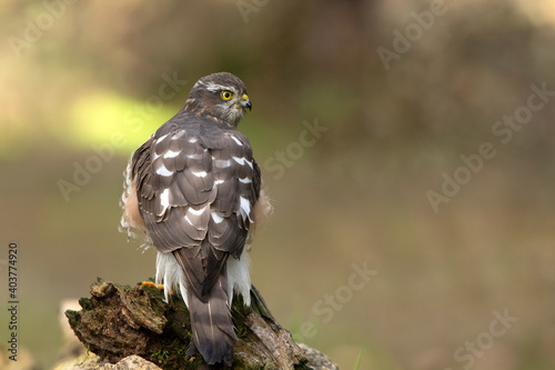 Eurasian sparrow hawk adult female with the last lights of the afternoon in a natural drinking fountain