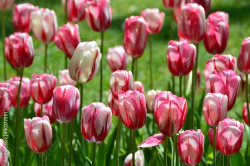 field of tulips