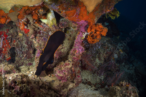 Juvenile batfish swimming on coral reef -  Platax pinnatus photo