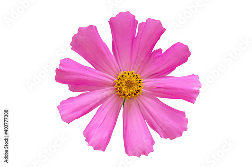 Dreamy pink cosmos single flower isolated on white background closeup. Macro ...