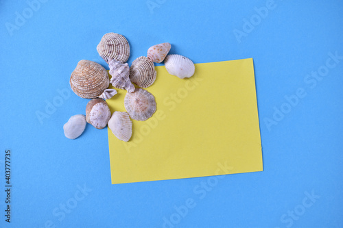 Sea shells with yellow notes paper on blue background