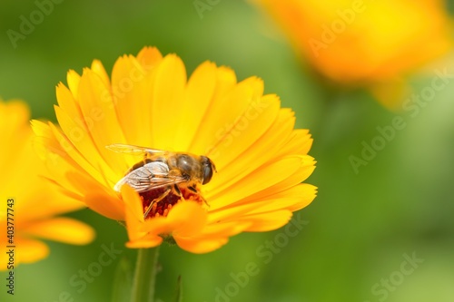 Gelbe Blüte einer Ringelblume mit einer Biene, Calendul