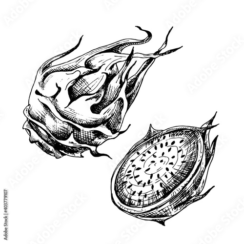 Whole and half dragon. Vector vintage hatching illustration.