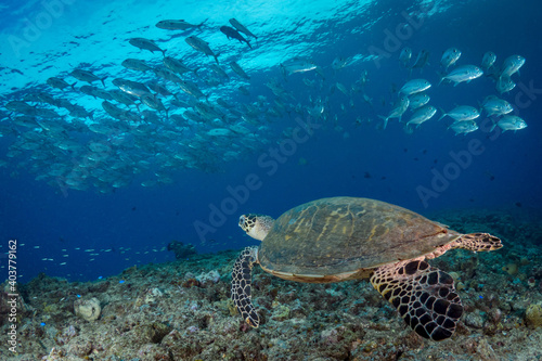 Bigeye trevally jackfish swimming above coral reef