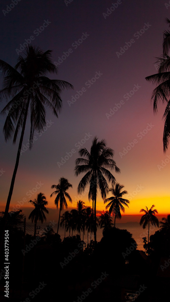 palm trees at sunset, Thailand Koh Samui