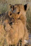A vertical image in golden light of a affectionate tiny baby lion cub loving, seeking comfort, hugging and playing with the lioness mother in the Greater Kruger National Park