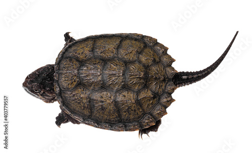 Top view of young Common snapping turtle, isolad on white background photo