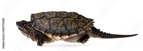 Side view of young Common snapping turtle, isolad on white background photo