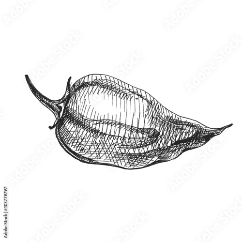 Whole pepper habanero. Vector vintage hatching color illustration.