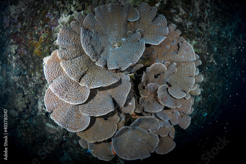 Fototapeta Naklejka Na Ścianę i Meble -  Large corals on healthy coral reef
