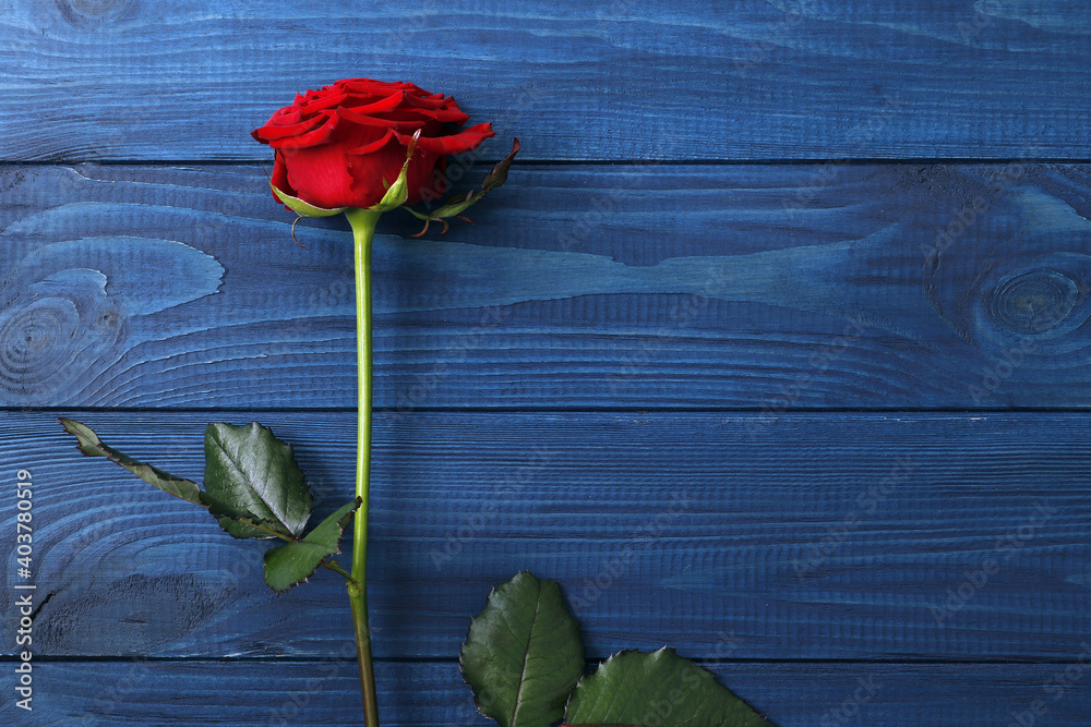 Composition of red roses on a blue wooden background, Valentine's Day. Space for text.