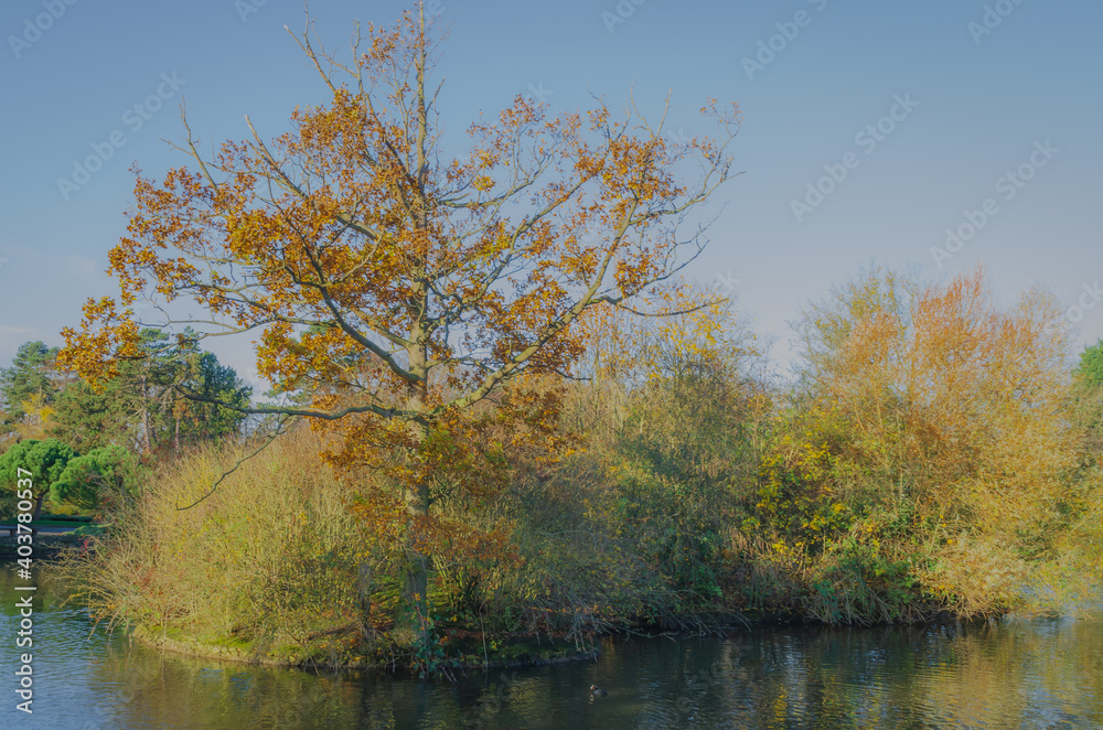 autumn in the park