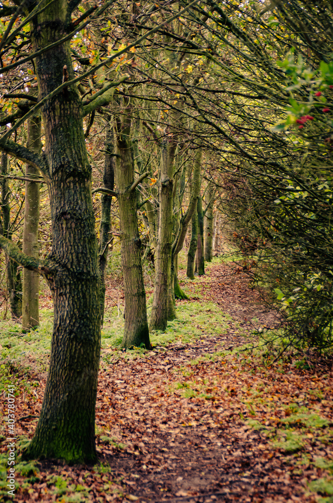 path in autumn forest