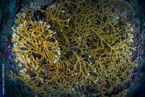 Tropical fish swimming aboce coral reef in Papua New guinea photo