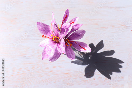 Autumn still life scene.Crocus sativus  commonly known as saffron crocus on a white background in sunlight  The crimson stigmas in a glass bowl.Long  harsh shadows. High angle.