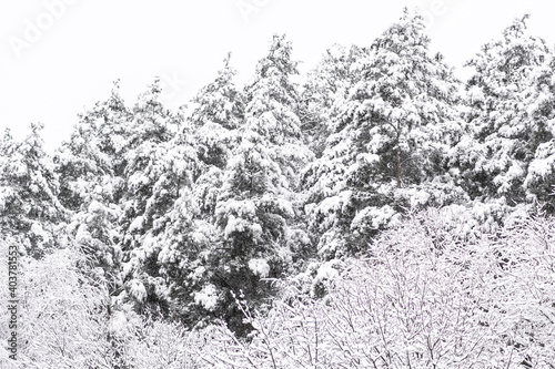 Wonderful white winter landscape with trees covered by snow after snowfall  © Michele Ursi