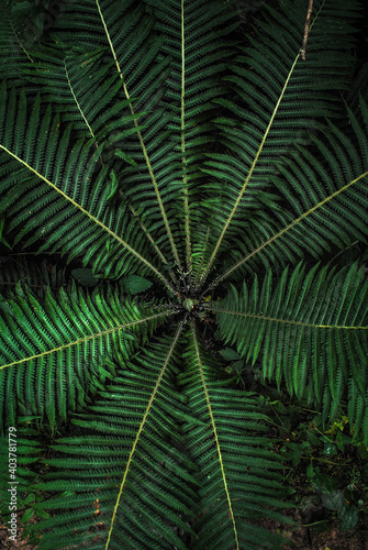 green fern