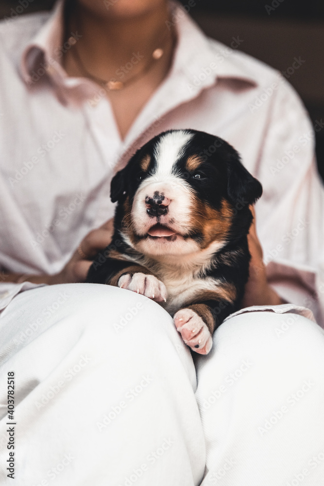 Obraz premium Bernese mountain dog puppy in female hands, care for animals, newborns
