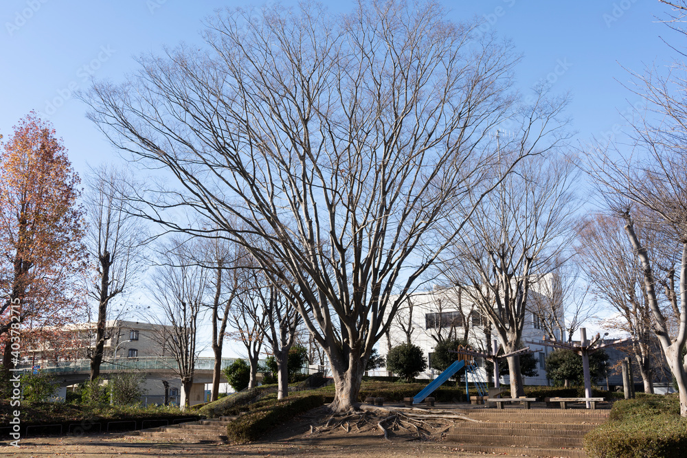 Winter tree in a park, Japan. Without leaves.