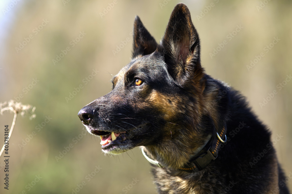 Schäferhund Gesicht Nah. Hund auf der Wiese blickt aufmersam Schäferhund Gesicht Nah. Hund auf der Wiese blickt aufmersam