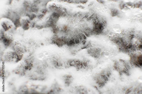 Growing mushrooms. Mushroom hypha threads. Cultivating organic vegan food. Mushroom mycelium close up. Grain mycelium. Mycelium texture. photo