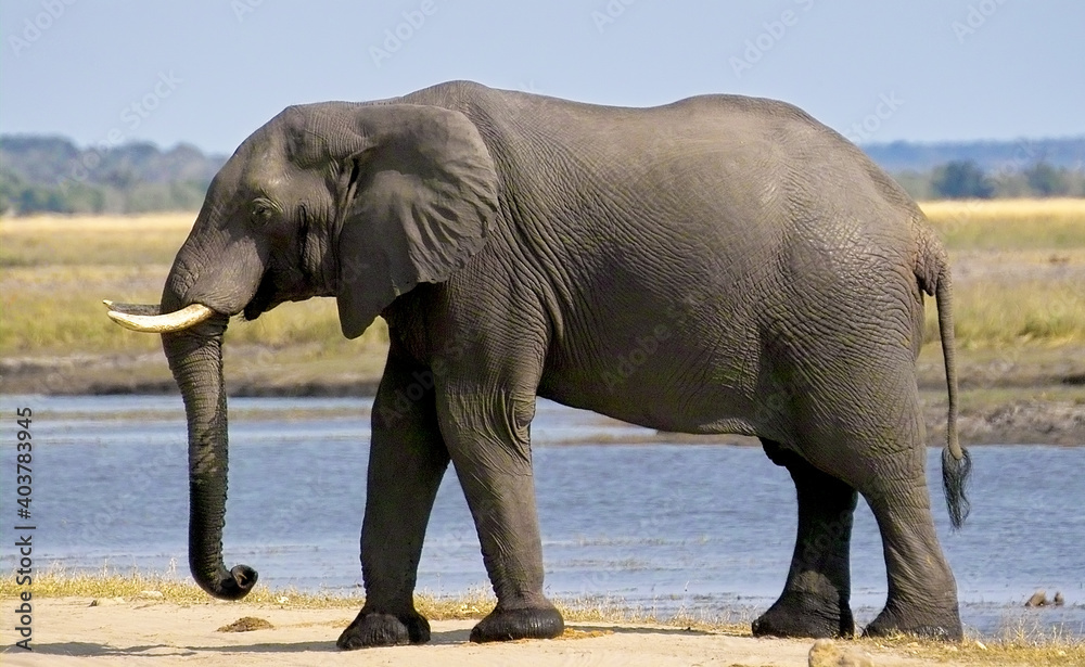 African Elephant