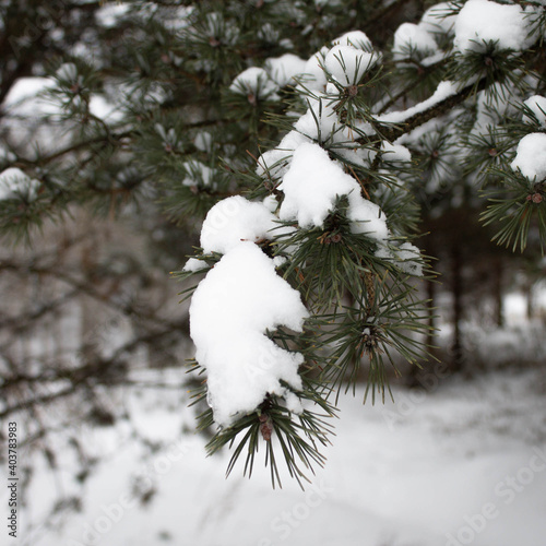 Snow branch of a pine tree on a winter background